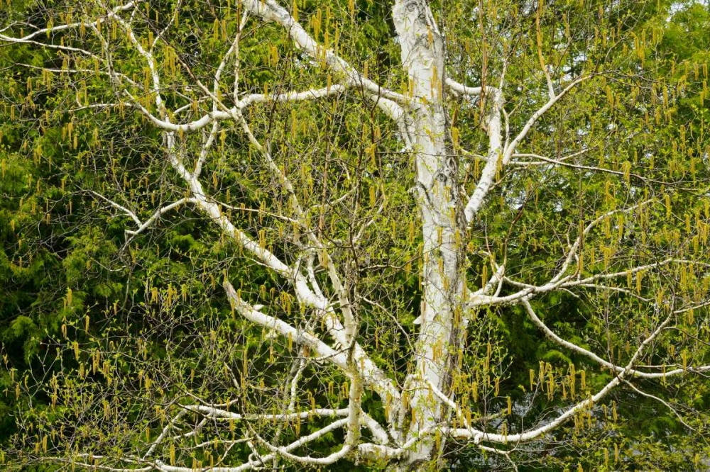 Canada, Dorset Birch tree with catkins in spring art print by Mike Grandmaison for $57.95 CAD